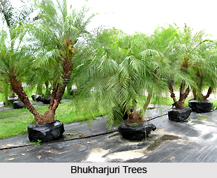 Bhukharjuri, Indian Medicinal Plant