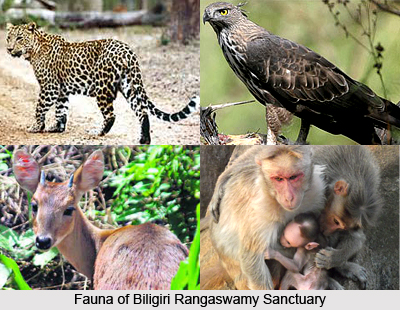 Biligiri Rangaswamy Temple Wildlife Sanctuary, Chamarajanagar, Karnataka