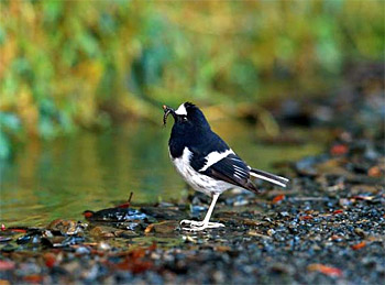 Binsar Wildlife Sanctuary, Uttarakhand