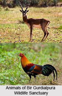 Bir Gurdialpura Wildlife Sanctuary, Patiala District, Punjab