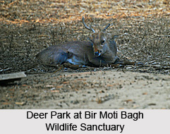 Bir Moti Bagh Wildlife Sanctuary, Patiala District, Punjab