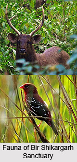 Bir Shikargarh Wildlife Sanctuary, Panchkula District, Haryana