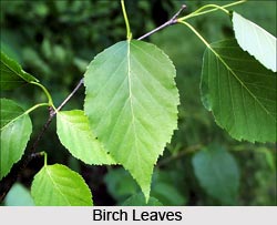 Birch Oil