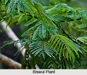Biswul, Val-likhadira, Indian Medicinal Plant