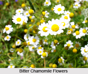 Bitter Chamomile, Indian Herb