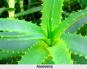 Bitter Taste in Ayurveda