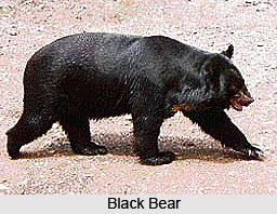 Black Bear, Indian Animal