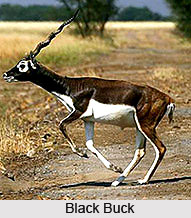 Black Buck, Indian Animal