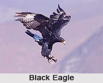 Black Eagle, Indian Bird