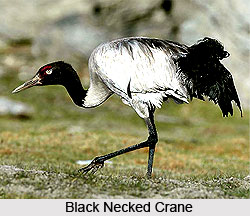 Black Necked Crane