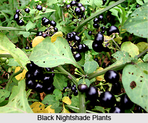Black Nightshade, Indian Plant