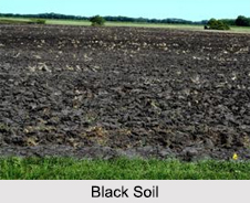 Black Soil