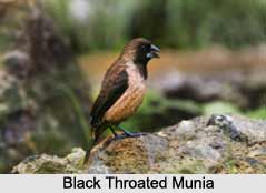 Black-Throated Munia, Indian Bird