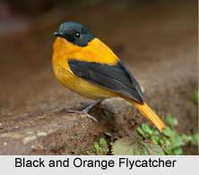Black-And-Orange Flycatcher, Indian Bird