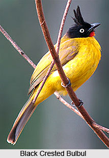 Black crested Bulbul, Bird