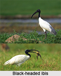Black-headed ibis, Indian Bird