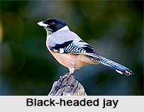 Black-Headed Jay, Indian Bird