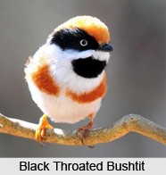 Black-Throated Bushtit, Indian Bird