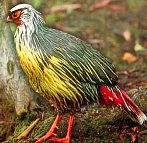 Blood Pheasant, Bird