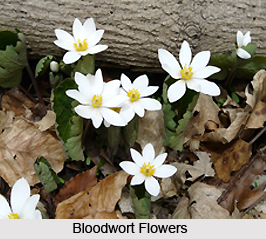 Bloodwort, Indian Herb