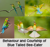 Blue-Tailed Bee-Eater, Indian Bird