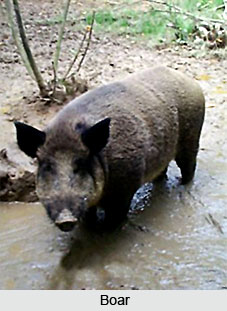 Boar, Indian Animal