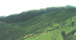 Bodinayakkanur - Billiard green hilltops