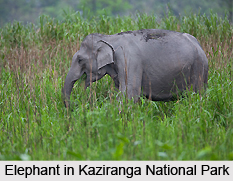 Bokakhat, Golaghat, Assam