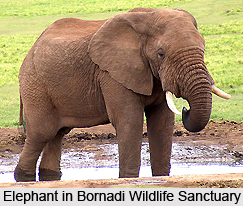 Bornadi Wildlife Sanctuary, Assam