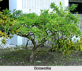 Forest Vegetation in South India