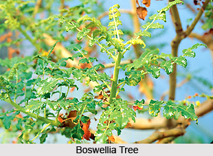 Boswellia , Indian Herb