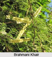 Brahmani Khair, Somasara, Indian Medicinal Plant