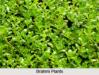 Brahmi, Indian Medicinal Plant