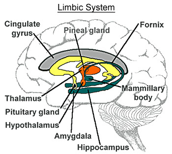 Limbic System or Second Brain