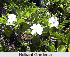 Brilliant Gardenia  , Indian Shrub