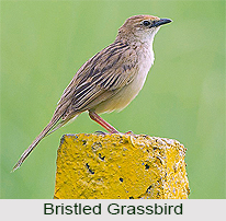 Bristled Grassbird, Indian Bird