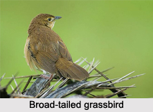 Broad-Tailed Grassbird, Indian Bird