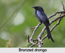 Bronzed Drongo, Indian Bird