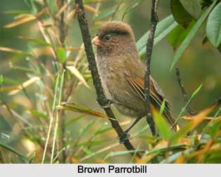 Brown Parrotbill, Indian Bird