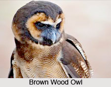 Brown Wood Owl, Indian Bird