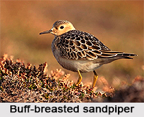 Buff-Breasted Sandpiper, Indian Bird