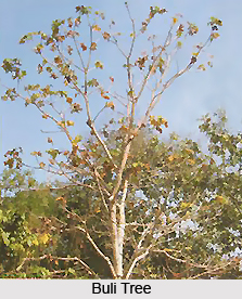 Buli, Indian Medicinal Plant