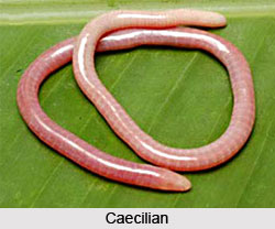 Caecilian, Amphibian