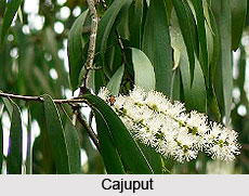 Cajuput Oil