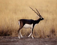 Calimere Wildlife