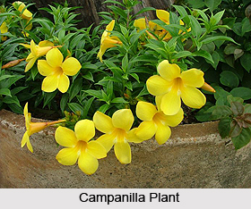 Campanilla, Indian Medicinal Plant