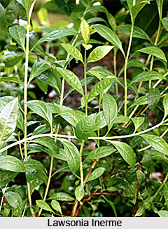 Camphire Shrub