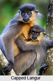 Manas Tiger Reserve