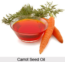 Carrot Seed Oil