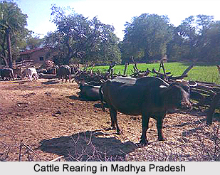 Cattle Farming in Madhya Pradesh